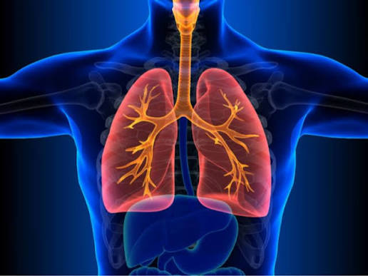 The Lungs: An Amazing System That Gives Us Life